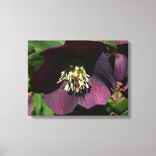 Paarse Lenten Roos Sneller Canvas Afdruk (Voorkant)