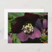 Paarse Lenten Roos Sneller Feestdagenkaart (Voorkant / Achterkant)