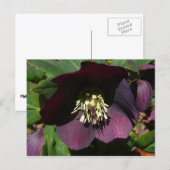 Paarse Lenten Roos Sneller Feestdagenkaart (Voorkant / Achterkant)