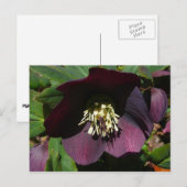 Paarse Lenten Roos Sneller Feestdagenkaart (Voorkant / Achterkant)