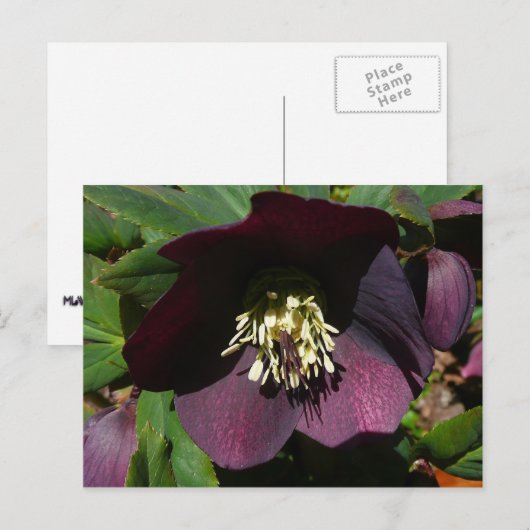 Paarse Lenten Roos Sneller Feestdagenkaart (Voorkant / Achterkant)