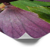 Paarse Lenten Roos Sneller Poster (Hoek)