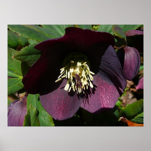 Paarse Lenten Roos Sneller Poster (Voorkant)