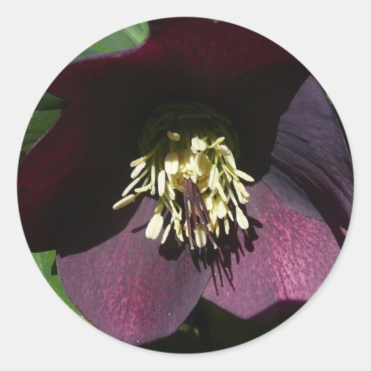 Paarse Lenten Roos Sneller Ronde Sticker (Voorkant)