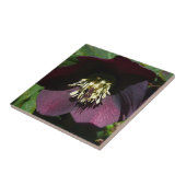 Paarse Lenten Roos Sneller Tegeltje (Zijkant)