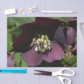 Paarse Lenten Roos Sneller Tissuepapier (Craft)