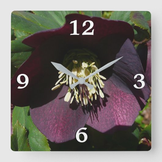 Paarse Lenten Roos Sneller Vierkante Klok (Voorkant)
