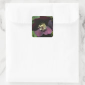 Paarse Lenten Roos Sneller Vierkante Sticker (Tas)
