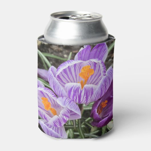 Paarse lentescrocussen. blikjeskoeler (Blikje Voorkant)