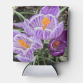 Paarse lentescrocussen. blikjeskoeler (Voorkant)