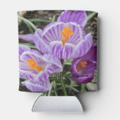 Paarse lentescrocussen. blikjeskoeler (Achterkant)