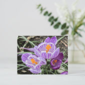 Paarse lentescrocussen. briefkaart (Staand voorkant)