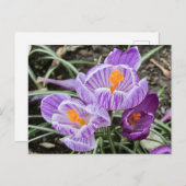 Paarse lentescrocussen. briefkaart (Voorkant / Achterkant)