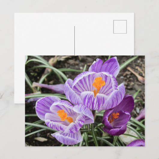 Paarse lentescrocussen. briefkaart (Voorkant / Achterkant)