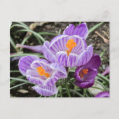 Paarse lentescrocussen. briefkaart (Voorkant)