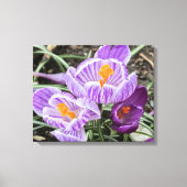 Paarse lentescrocussen. canvas afdruk (Voorkant)