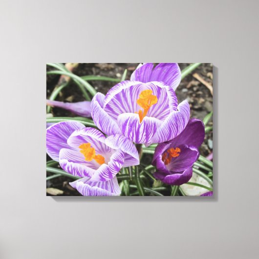 Paarse lentescrocussen. canvas afdruk (Voorkant)