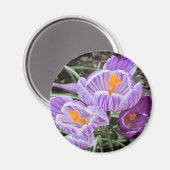 Paarse lentescrocussen. magneet (Voorkant / Achterkant)