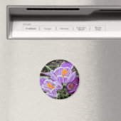 Paarse lentescrocussen. magneet (Insitu (Vaatwasser))