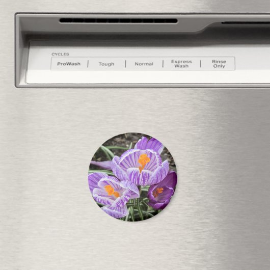 Paarse lentescrocussen. magneet (Insitu (Vaatwasser))