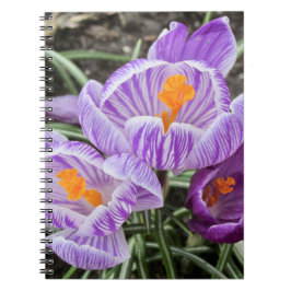 Paarse lentescrocussen. notitieboek
