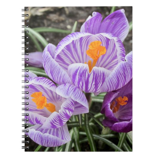 Paarse lentescrocussen. notitieboek (Voorkant)