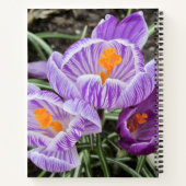 Paarse lentescrocussen. notitieboek (Achterkant)