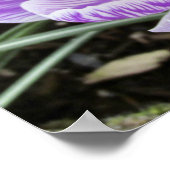 Paarse lentescrocussen. poster (Hoek)