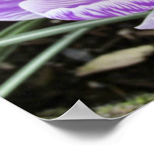 Paarse lentescrocussen. poster (Hoek)