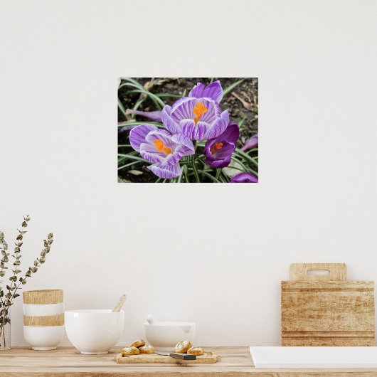 Paarse lentescrocussen. poster (Keuken)