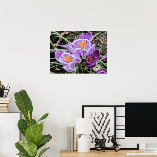 Paarse lentescrocussen. poster (Thuiskantoor)