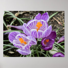 Paarse lentescrocussen. poster
