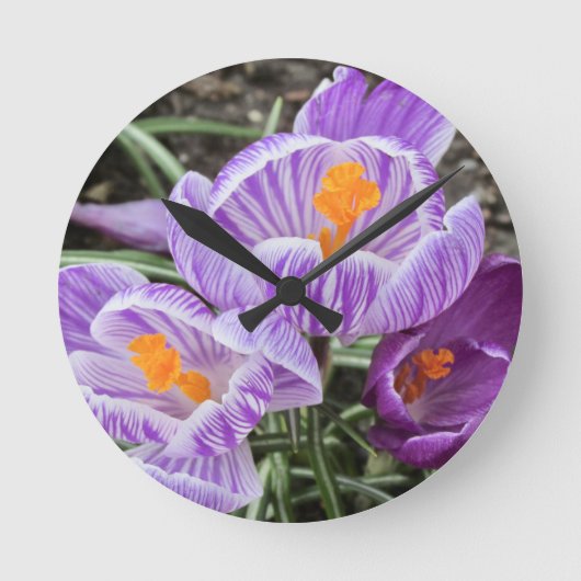 Paarse lentescrocussen. ronde klok (Voorkant)