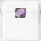 Paarse lentescrocussen. vierkante sticker (Tas)