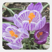 Paarse lentescrocussen.