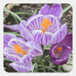 Paarse lentescrocussen. vierkante sticker
