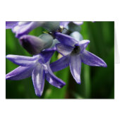 Paarse lentevloeren (Voorkant Horizontaal)