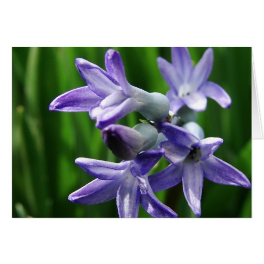 Paarse lentevloeren (Voorkant Horizontaal)