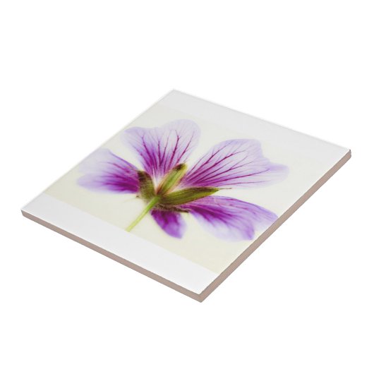 Paarse Lichte Bloem Tegels Tegeltje (Zijkant)