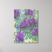 Paarse Lila door Cargill, 1937 Canvas Afdruk (Voorkant)