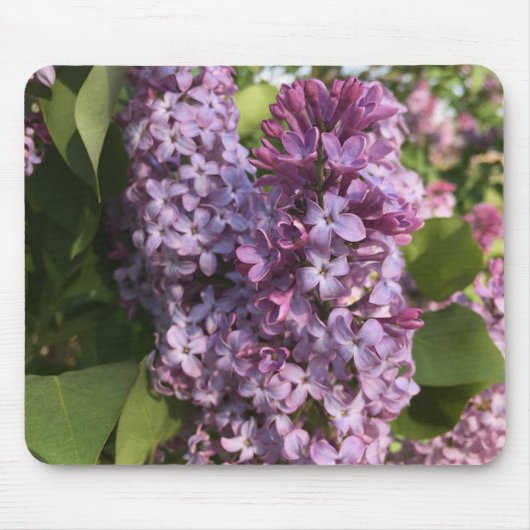 Paarse Lila Muismat (Voorkant)