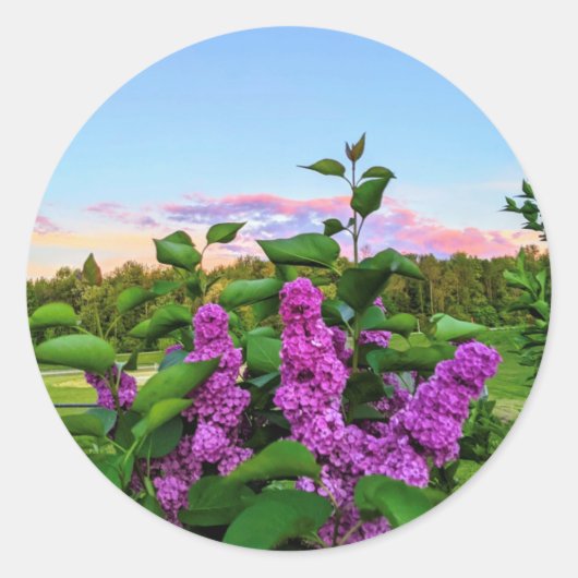 Paarse Lilacs bij zonsondergang Ronde Sticker (Voorkant)