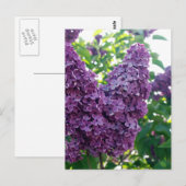 Paarse Lilacs Briefkaart (Voorkant / Achterkant)
