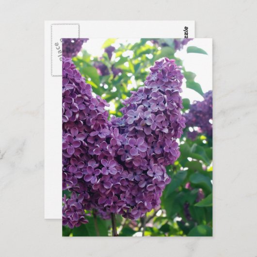  Paarse Lilacs Briefkaart (Voorkant / Achterkant)