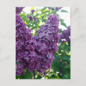  Paarse Lilacs Briefkaart (Voorkant)