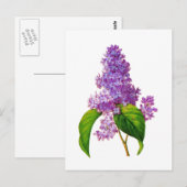 Paarse Lilacs door Pierre-Joseph Redoute Briefkaart (Voorkant / Achterkant)