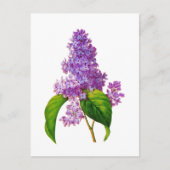 Paarse Lilacs door Pierre-Joseph Redoute Briefkaart (Voorkant)