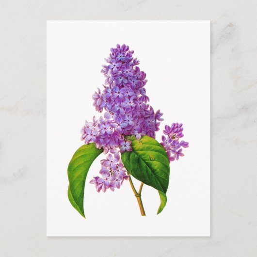 Paarse Lilacs door Pierre-Joseph Redoute Briefkaart (Voorkant)