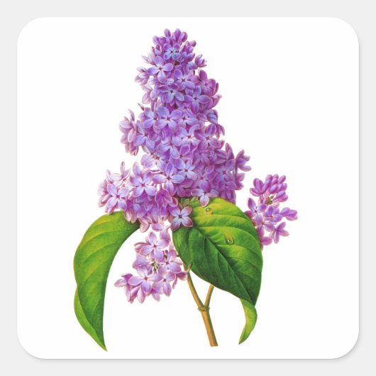 Paarse Lilacs door Pierre-Joseph Redoute Vierkante Sticker (Voorkant)