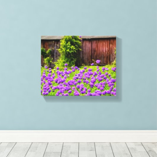 Paarse Lilacs in het land met een  schuur Canvas Afdruk (Insitu (Houten vloer))